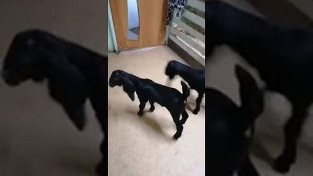 IMG 5358 Восточные козы. Козы Камори смотреть онлайн