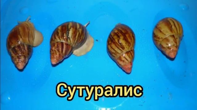 Виды ахатин и архахатин смотреть онлайн