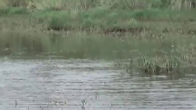 Рыболов на Реке