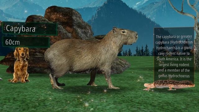 Animals Size Comparison. What is the Biggest Animal? You'd be surprised! смотреть онлайн