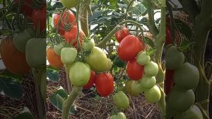 Томат НОВИЧОК и другие сорта для консервации.