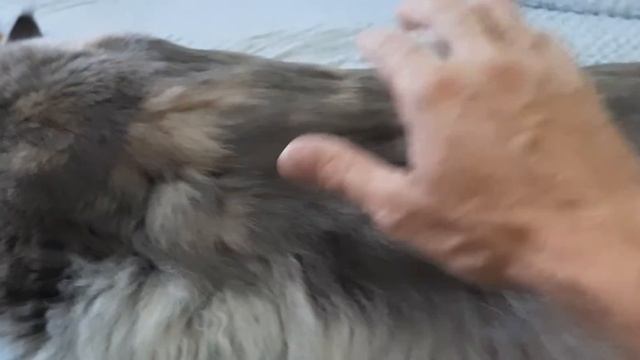 Большой кот мейн кун смотреть онлайн