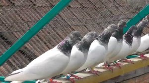 Будапештские голуби- самки(венцовая масть)