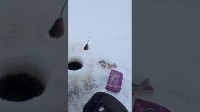 Обловил новую маропедку с подвесом. ???Обловил новую маропедку с подвесом. ??? смотреть онлайн