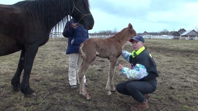 Как перевязать пуповину жеребёнку в 