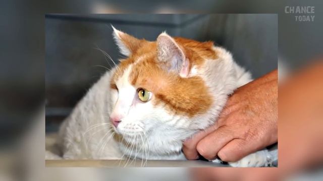 12 кошек с рекордами Гиннесса смотреть онлайн