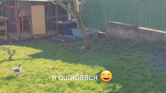 празнуем Пасху ,бентамки утки мандаринки смотреть онлайн