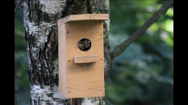 Птенцы в скворечнике ( мухоловка-пеструшка ) смотреть онлайн