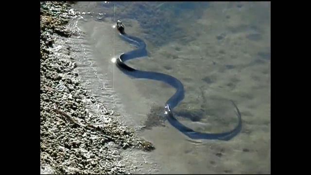 встреча на хопре смотреть онлайн