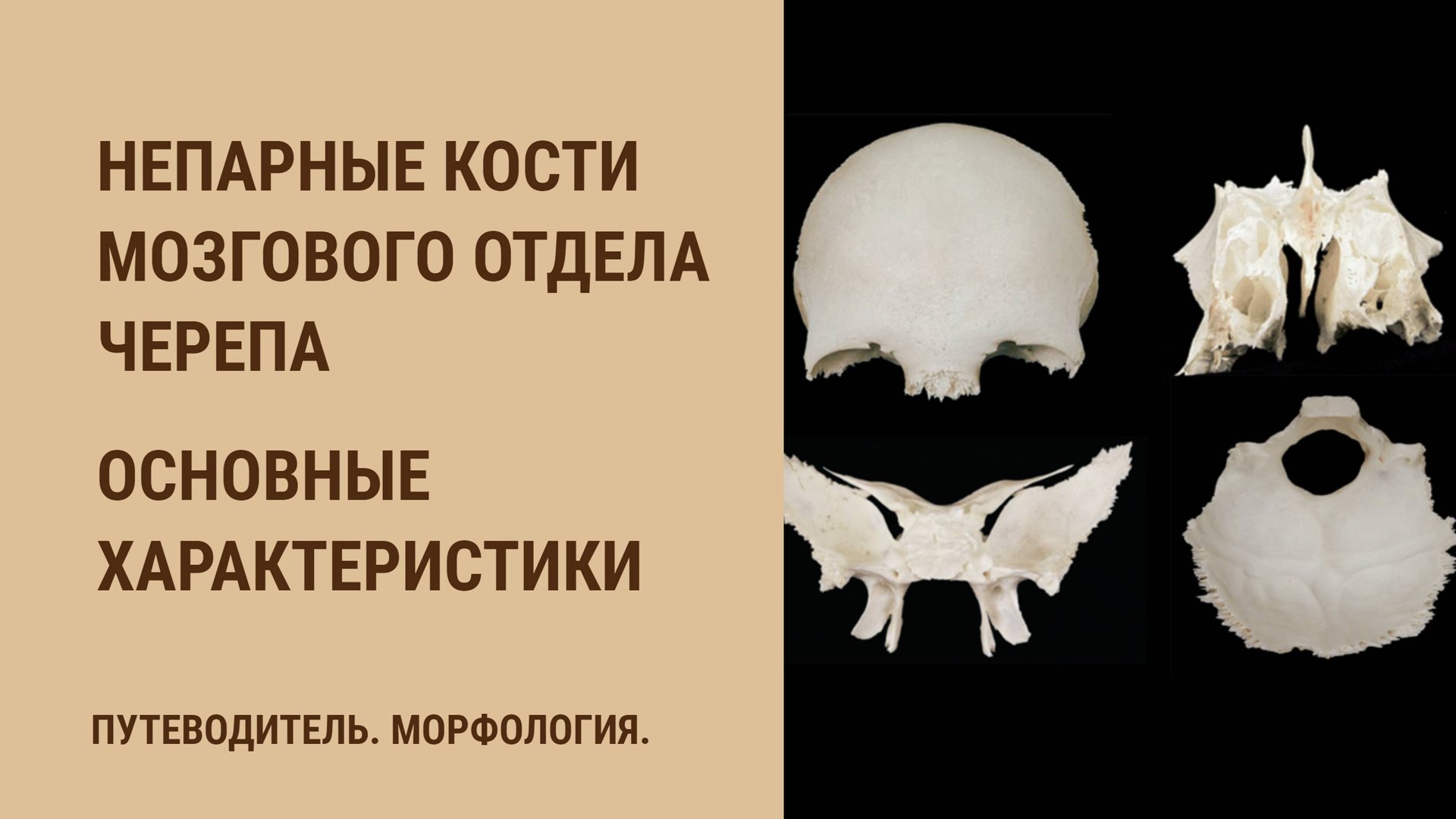 Непарные кости мозгового отдела черепа. Основные характеристики. смотреть онлайн