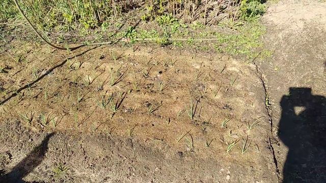 Как ВЛИЯЕТ, если укрыть ЛУК на зиму ОПИЛКАМИ! Результат печально удивил!?... смотреть онлайн