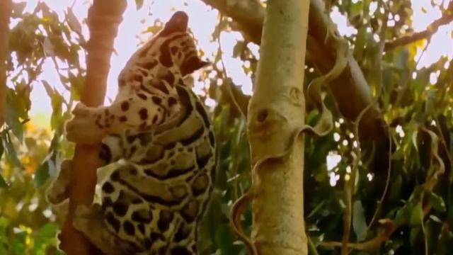 КОШАЧЬИ современные виды часть #1 смотреть онлайн