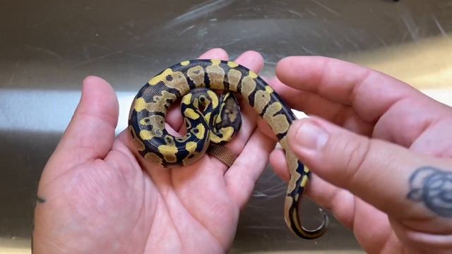 9 Eggs, 1 Holdback. Clutch #3 update, Shed and ready to be fed! смотреть онлайн