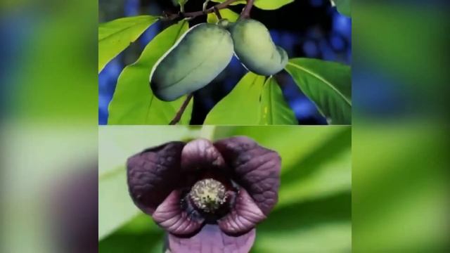 Растение Азимина. СДК с. Отрадное. ЭКО-эстафета «Растем вместе». смотреть онлайн