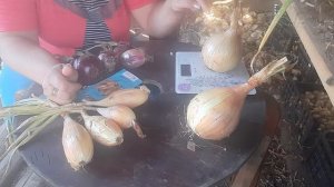 Уборка лука эксибишен и не только???