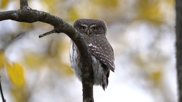 Сыч воробьиный смотреть онлайн