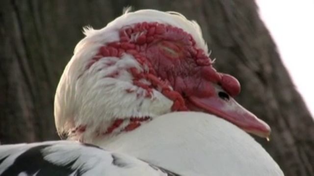 Sample Clip from Canon HV20 Video Camera смотреть онлайн
