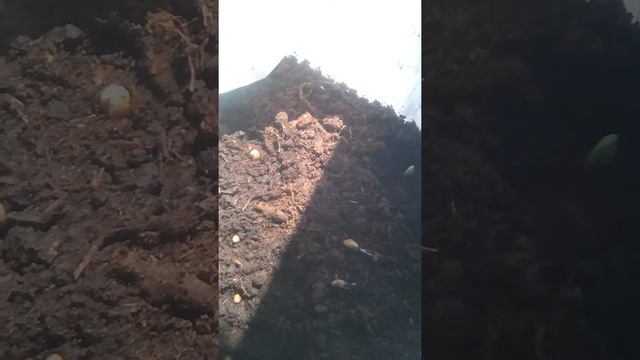 Апельсин из косточки 1 смотреть онлайн