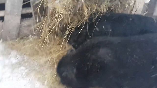 Выращивание вьетнамских поросят зимой на воле смотреть онлайн