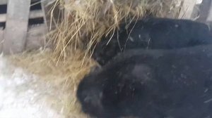 Выращивание вьетнамских поросят зимой на воле