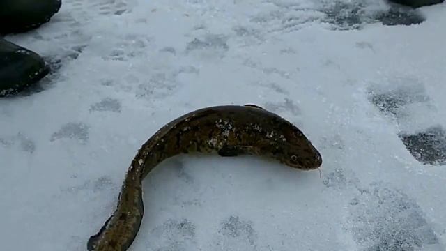 Рыбалка зимой на реке "Луга" в Усть-Луге. смотреть онлайн