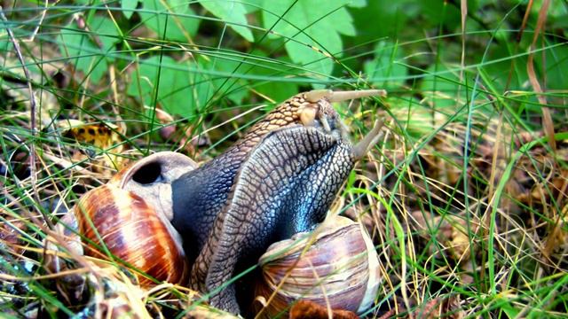 li automation beitrag li 1280 × 720 px смотреть онлайн