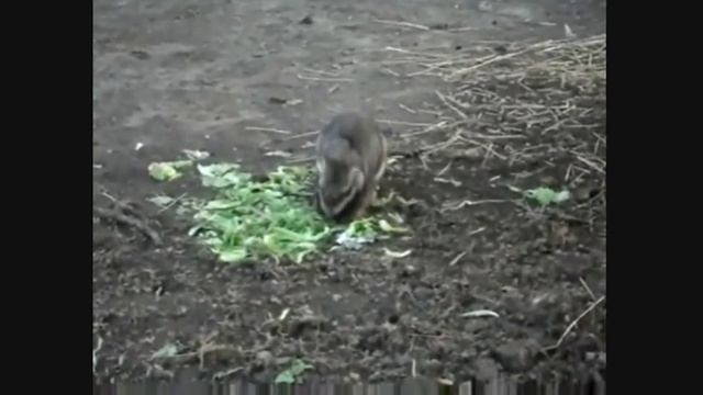 Mammals Of The World: Plains Viscacha