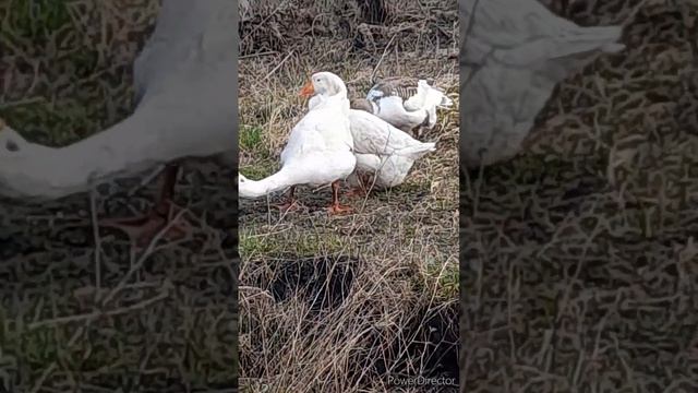 Снится мне деревня смотреть онлайн