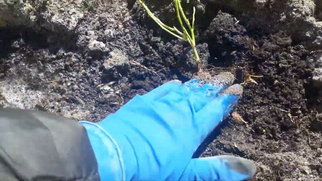 Посадим горшечные розы и сварим щавелевый борщ смотреть онлайн