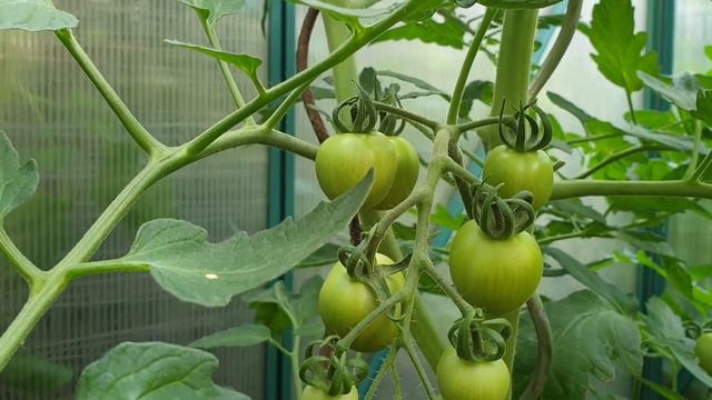 Томаты 10 06 2023 удаляем нижние листья #томаты смотреть онлайн