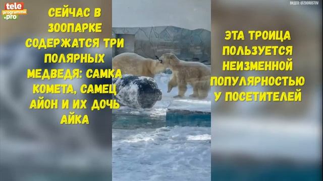 Какие белые медведи живут в Ростовском зоопарке смотреть онлайн
