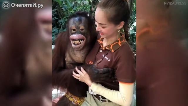 Бесстыжий орангутан смотреть онлайн