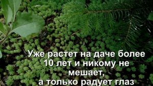 Почвопокровник ОЧИТОК ЛИДИЙСКИЙ(Sedum Lydium).Сорняков больше нет!