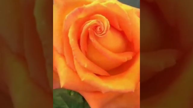 FLOWERS IN CORAL ORANGE COLOUR смотреть онлайн