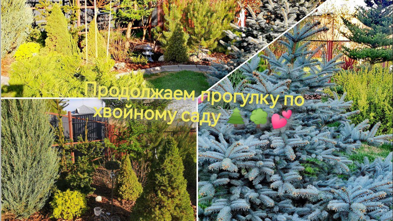 Продолжаем весеннюю прогулку по хвойному саду 12 мая 2023г. Обзор смотреть онлайн