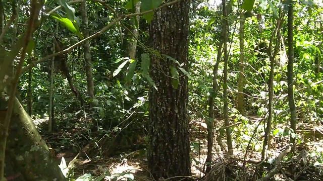 Veja esse vídeo e sinta a grande vibração da natureza смотреть онлайн