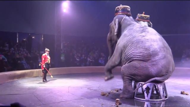 Прикол Слон какает и писает в цирке