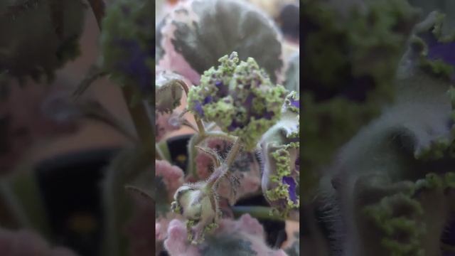 Ек- Заморская диковина смотреть онлайн