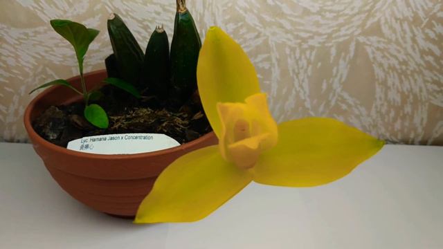 Lycaste Hamana Jason X Concentration. Ликаста. Цветение в домашних условиях. #orchids #lycaste