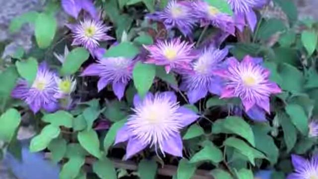 Clematis Crystal Fountain смотреть онлайн