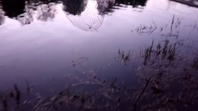 Рыбалка в Пензенской области на реке Сура, в районе села Колдаис. Лещ на фидер! смотреть онлайн