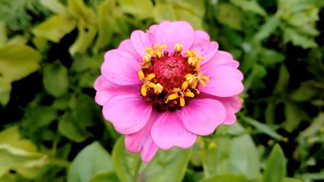 Огород в Эстонии. Лето. Цветы.