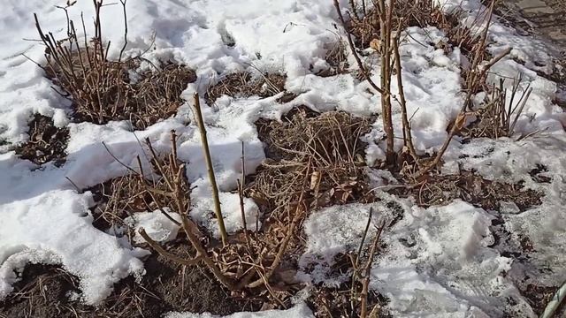 Сад в конце февраля, последние деньки зимы и... ВЕСНА не за горами!!! смотреть онлайн