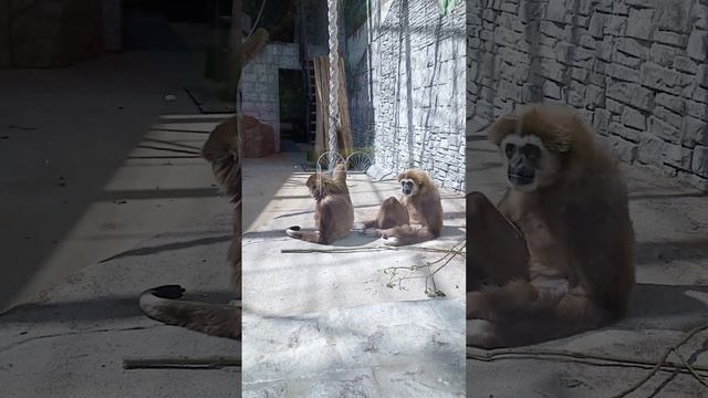 Белорукий Гиббон наводит чистоту. смотреть онлайн