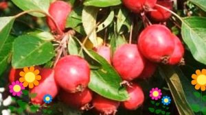 Яблоня домашняя Китайка Долго. Краткий обзор, описание характеристик, где купить саженцы