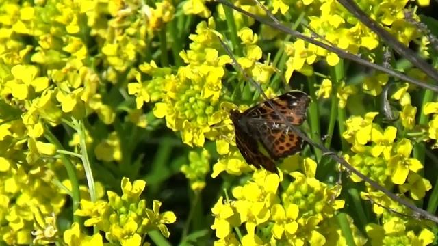 ВЕСНА..avi смотреть онлайн