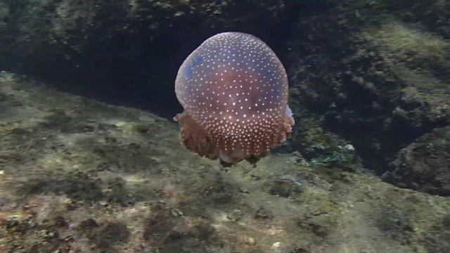 Olympus Tough TG-820 iHS Тайланд Dzhent смотреть онлайн