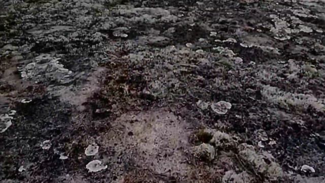 Архипелаг Коловары в Белом море. Республика Карелия смотреть онлайн