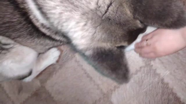 Американская#Акита#Учимся#выдержке#моя#умница😋🥰😊 смотреть онлайн