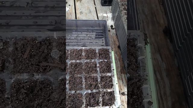 Lowe's, Burpee, and The Bootstrap Farmer seed starting trays! смотреть онлайн
